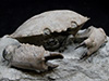 Lapworth Museum of Geology